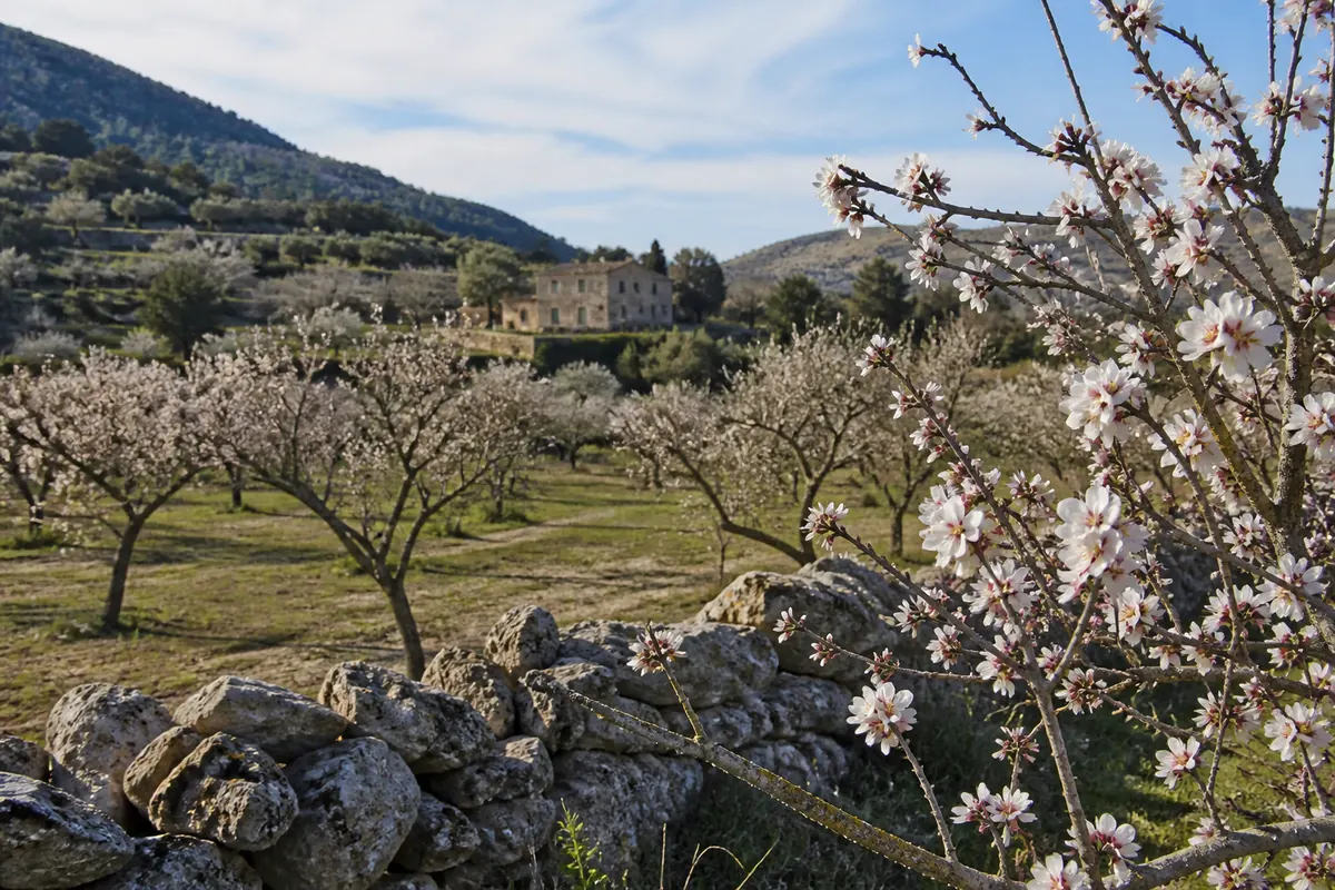 Mallorca-Impression zum Guide „Mallorca im Januar: Wetter, Mandelblüte & ruhige Inselzeit“